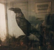 Charles Dickens's pet Raven Free Library Philadelphia