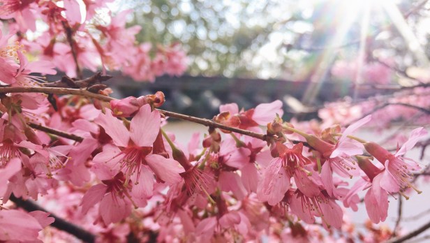 Cherry Blossoms Shofoso Japanese House Philadelphia