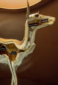 Academy of Natural Sciences Philadelphia