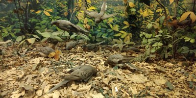 Academy of Natural Sciences Philadelphia