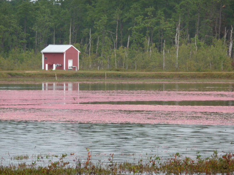 cranberries Pine Barrens New Jersey