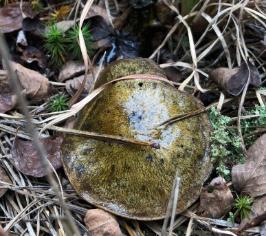 Franklin Parker Preserve