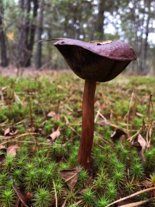 Franklin Parker Preserve