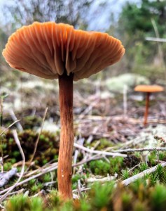 Franklin Parker Preserve