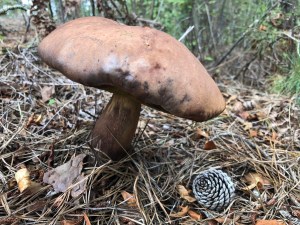 Franklin Parker Preserve