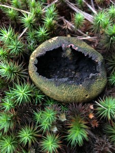 Franklin Parker Preserve