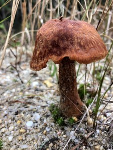 Franklin Parker Preserve