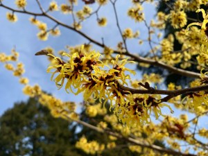 Witchhazels Morris Arboretum Philadelphia
