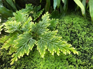 Fernery Morris Arboretum Philadelphia