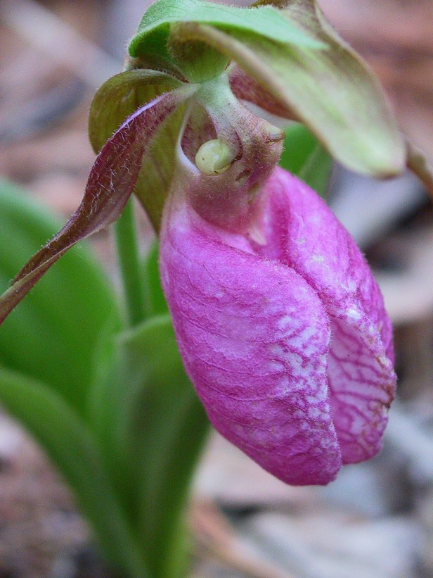 Lady’s Slipper