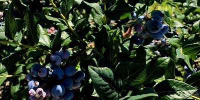 Blueberries Hammonton NJ