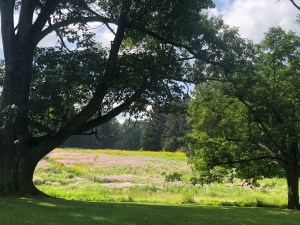 Poetry Walk Princeton NJ