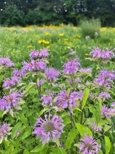 Poetry Walk Princeton NJ