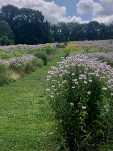 Poetry Walk Princeton NJ