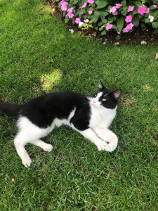 Whitman House Camden NJ