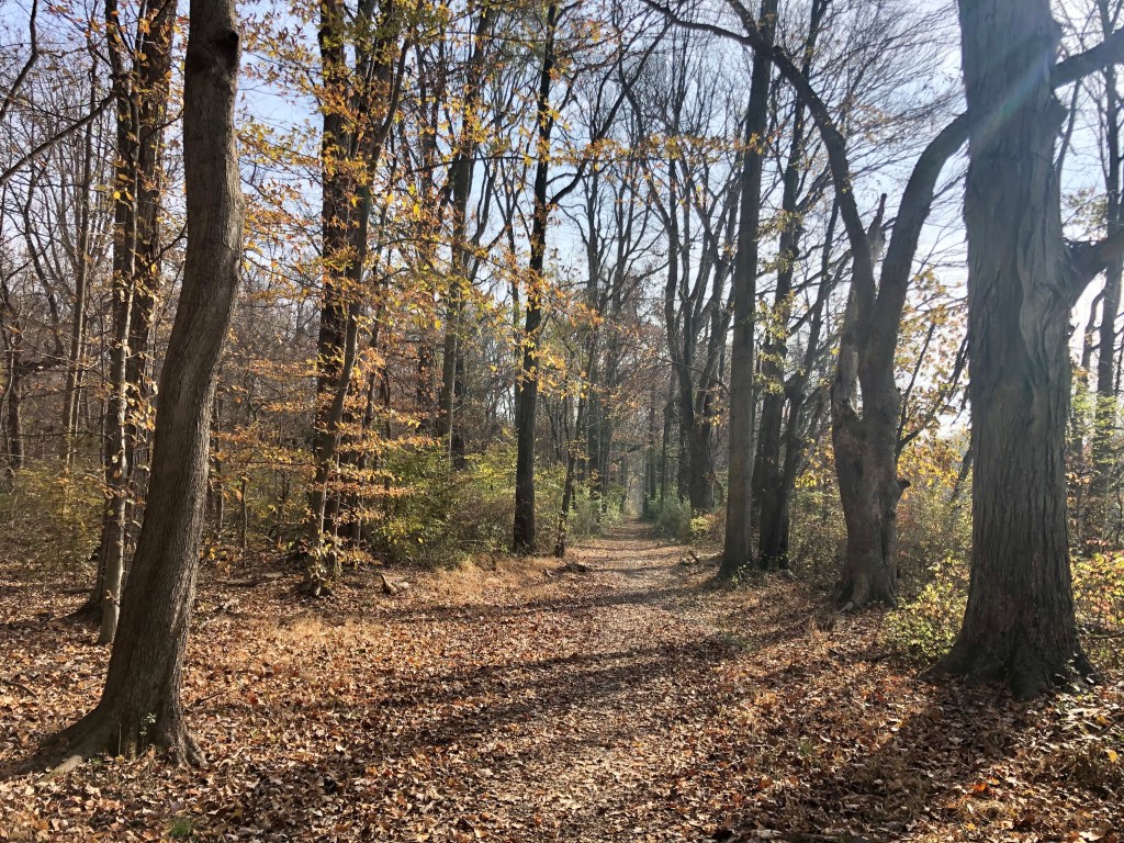 Institute for Advanced Studies Woods, New Jersey