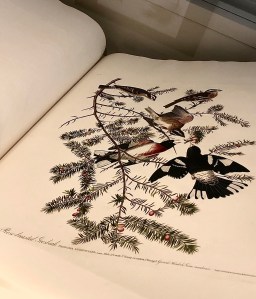 Audubon’s Birds of America Philadelphia