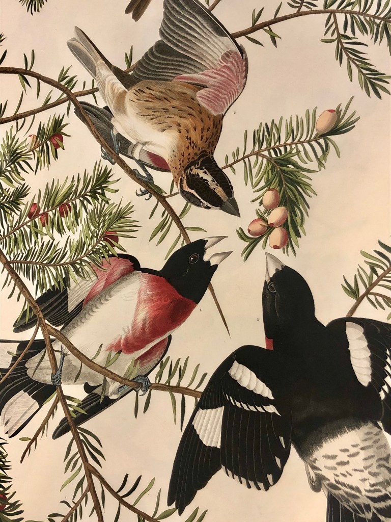 Audubon’s Birds of America Philadelphia