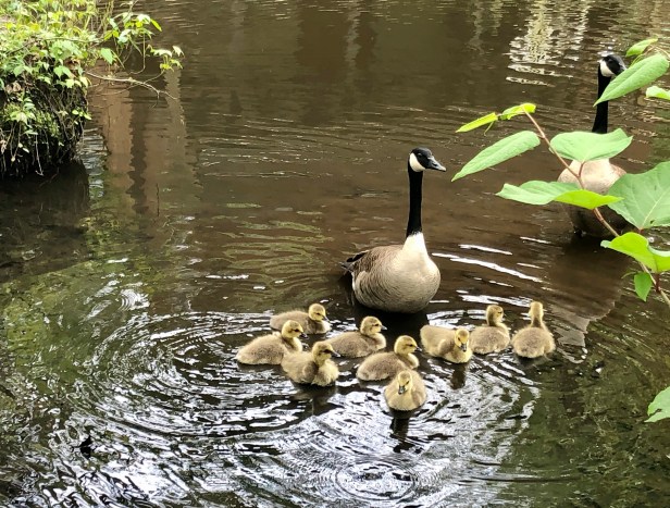 Walt Whitman Laurel Springs NJ