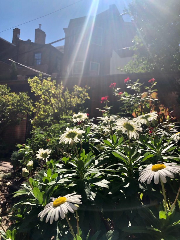 Rosenbach garden Philadelphia