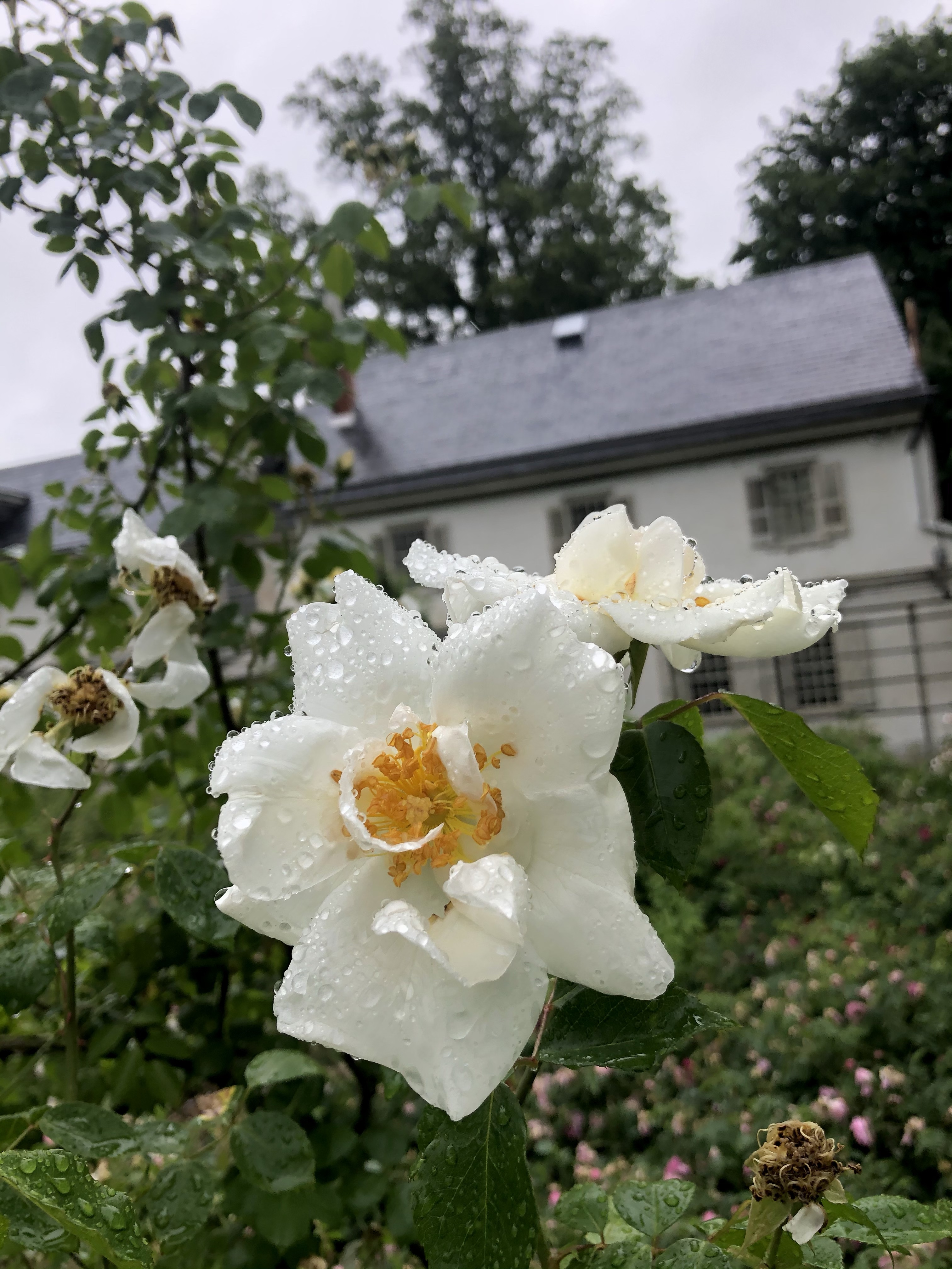 Philly Gardens: Stop and Smell the Historic Roses (Wyck) – Secrets