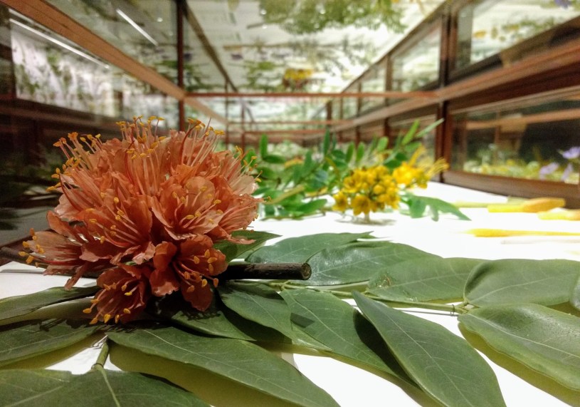 Harvard Museum of Natural History, MA