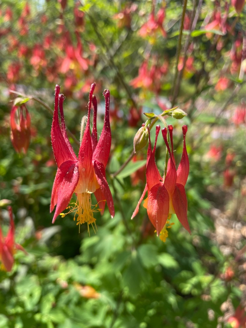 Mt Cuba gardens, Delaware