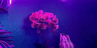 Rice n Sambal, Philadelphia