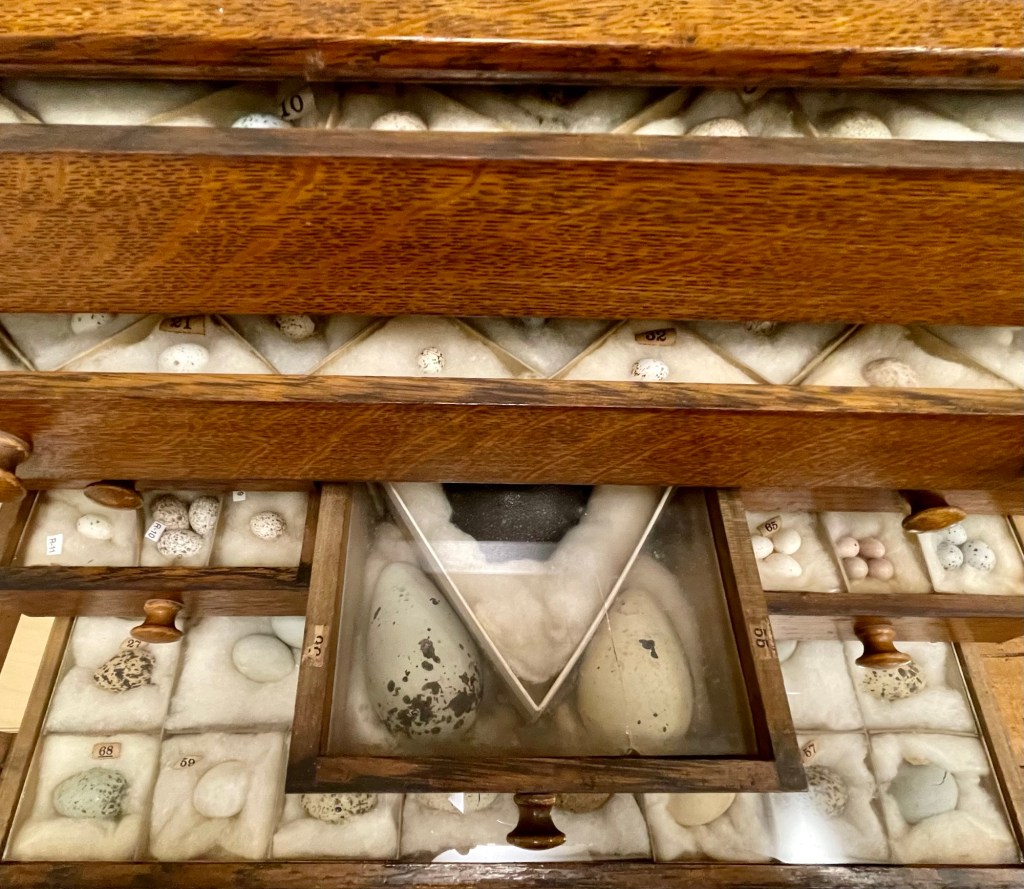 abinet of Curiosities, Audubon Center