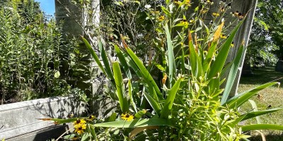 Cradle Grave, Woodlands, Philadelphia