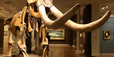Peale’s Mastodon