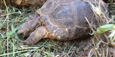 Searching for tortoises in Athens
