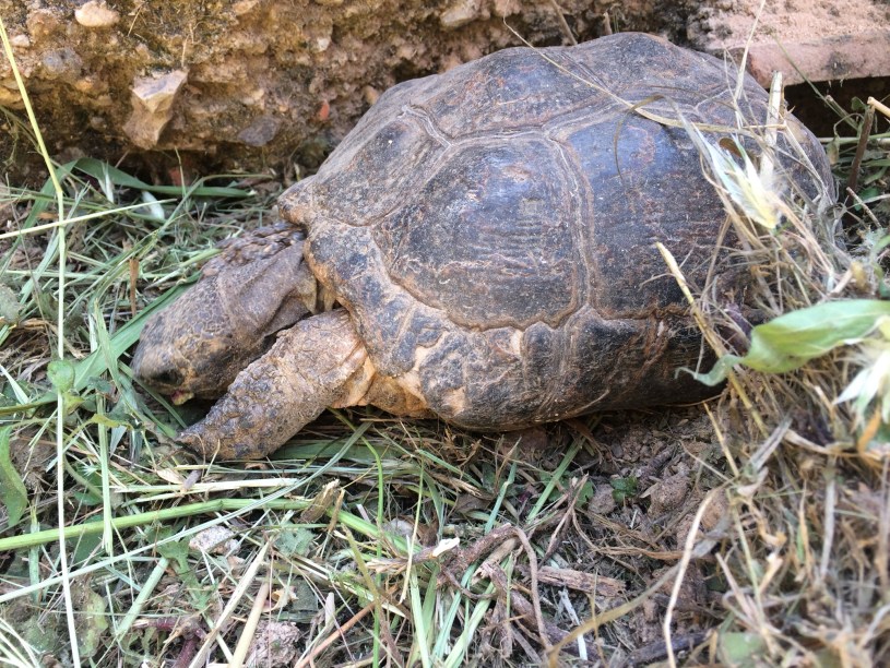 Searching for tortoises in Athens