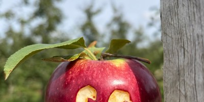 NY apples